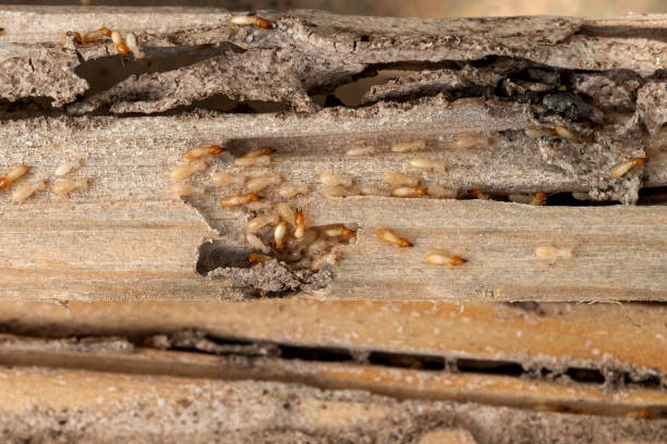 Best Bed Bug Extermination  in Casper, WY