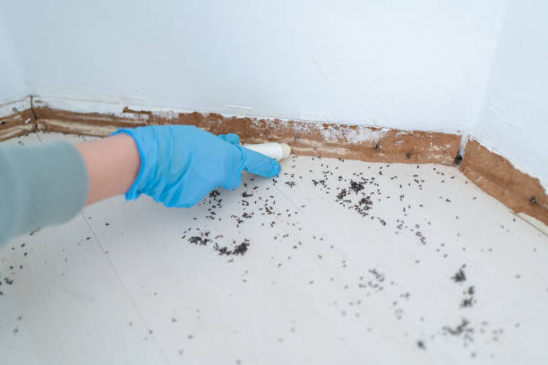 Reliable Casper, WY Pest Control Solutions